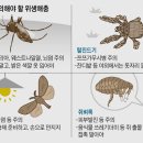 피부발진 유발… 여름에 주의해야 할 해충 4가지 이미지