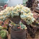 황성농장 이미지