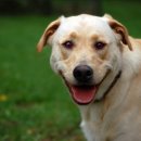 웃는강아지 이미지