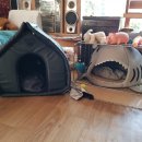 콩이묘묘 이미지