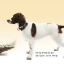 한국특수탐지견센터 이미지