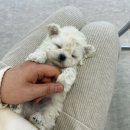 데일리독 이미지