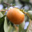 그린자동차 이미지