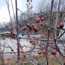 팔공산올레길 4코스 이미지