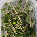 안동무궁화 이미지