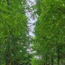 (주)해돋이나무 | 송도 해돋이공원 가볼 만한 곳 | 장미 정원 산책 후기