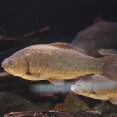 붕어 (crucian carp) 이미지