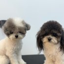 퍼피살롱 | 🛁 하유로운 하루 – 젤리 &amp; 뽀, 진주강아지미용 테일러퍼피살롱 위생미용 후기 🐾