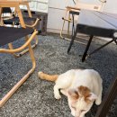 호야 달수 이미지