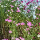 A9 | 써니의 캠핑일기 | 서울근교캠핑장 | 포천 레인보우캠핑장 명당추천,A9 후기