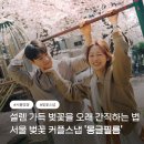 몽글 | 몽글필름 벚꽃 커플스냅 솔직 후기
