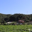 만세교리 태봉 이미지