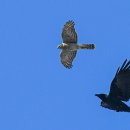 경안천 4 이미지