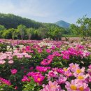 산자락 Daum카페