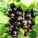 블랙커런트(Black Currant) 이미지