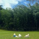 보령애견동반펜션 피노비스타 이미지