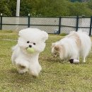 두드리네 | 양평애견동반펜션 독채펜션에서 즐기는 사우나 , 두드리네 내돈내산 후기 &amp; 쿠폰