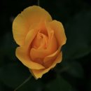 장미나라 이미지