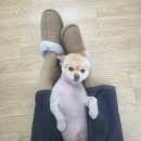 언니네칼국수앤돈가스 | 4월 셋째주 일상(대전 오씨 칼국수, 영화 살목지, 유치회관 본점, 스시자카, 수원아늑히노끼탕)