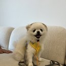 메트로동물병원