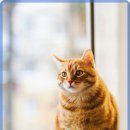 해온동물의료센터 이미지