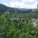 내서읍123 이미지