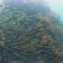 바다잔치 이미지