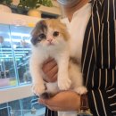 분당고양이분양 나비캣 이미지