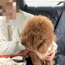 해피한 멍 이미지