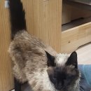 증평가정견훈련소 이미지