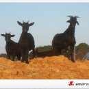 실로암농장 이미지