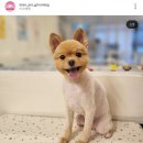 미소댕댕 이미지