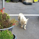 밥보다국시 | 평택 아산 밥보다국시 콩국수 후기 및 다른메뉴 종류별로 먹어 본 후기