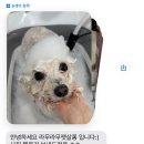 단추펫살롱 이미지