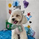 J 애견 미용 이미지