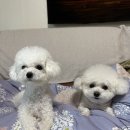 SM펫살롱 이미지