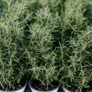 식산에너지 | 로즈마리 " — 향기 속에 숨은 천연 비타민과 항산화 에너지 🌿비타민A,C,B군,E,로즈마르닉산 &amp; 카르노식산