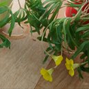 노랑퍼피 이미지