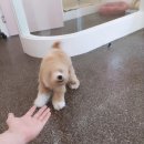 털찐댕댕이