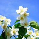 오렌지향기