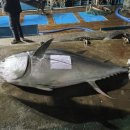 참치어장 이미지