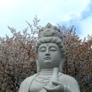 새벽-숲 이미지