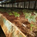 삼칠농장 이미지