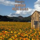 씨유 서대구IC점 | 대구 정원박람회 2025 하중도 코스모스 주차장 셔틀버스 정보 , 후기