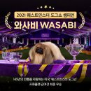 프리미엄 켄넬 이미지