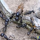 가위여왕 이미지