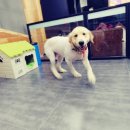 이츠펫 온양점 이미지