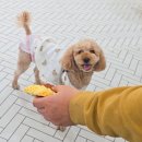 [공지] [안산/카페] 고잔동 실내 애견동반 개더링 후기