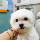 클라라애견 이미지