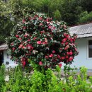 구불1길(비단강길) 이미지